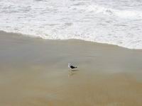 不是企鹅，是海鸥