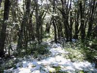 半山腰就有雪了