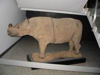 博物馆里面的犀牛标本